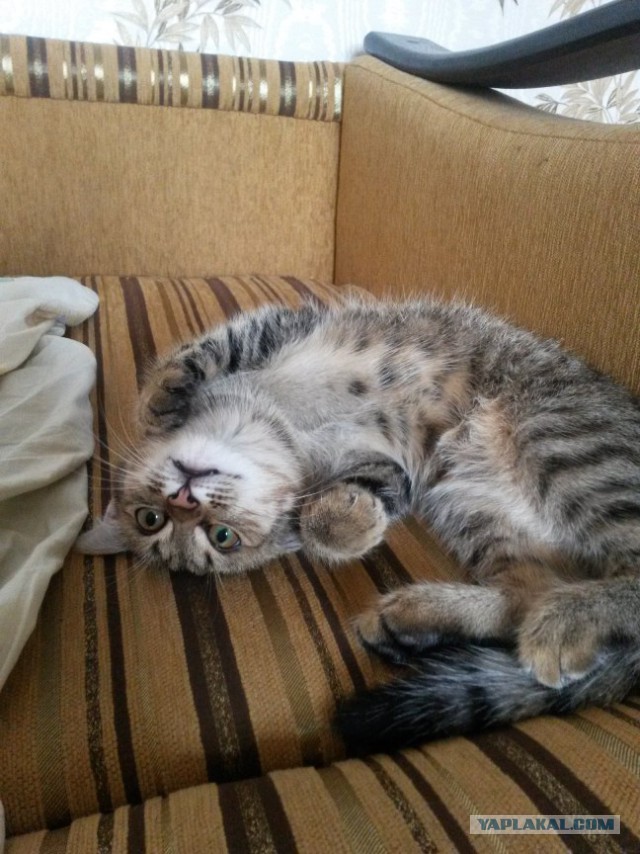 Котовторник 26.07 2016