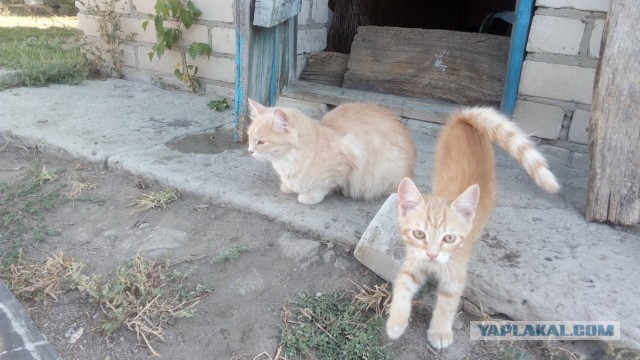 Котовторник 13.09.2016