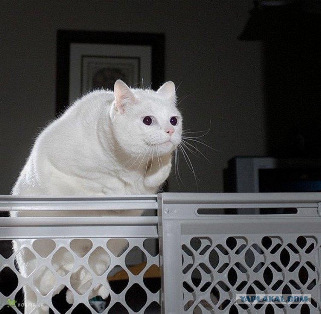 Котовторник 27.09.16