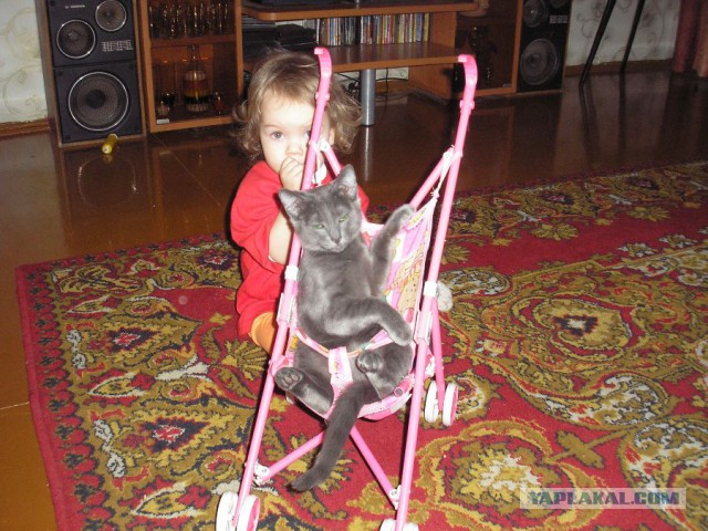 Котовторник 22.11.2016