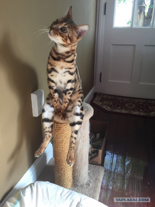 Упоротые коты.
