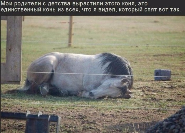 Самые смешные животные