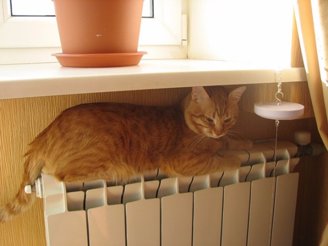 Коты из сети