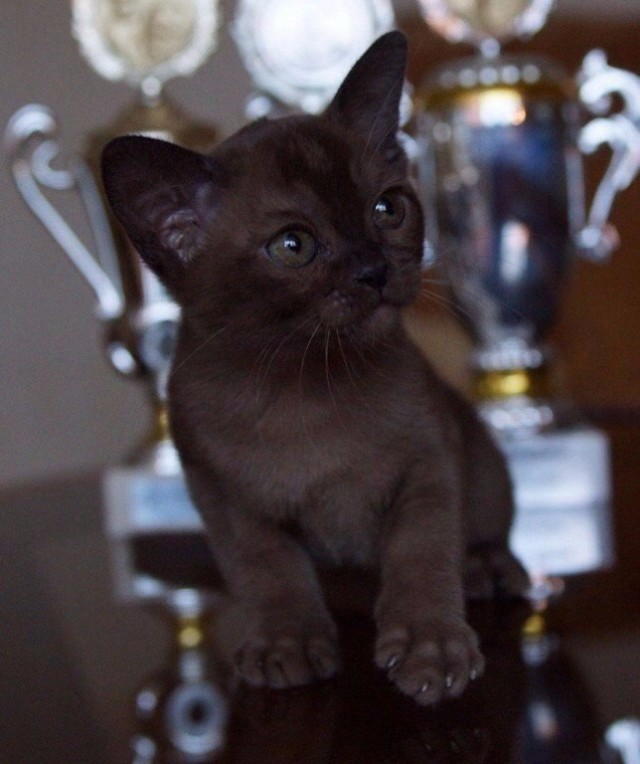 Коты из сети