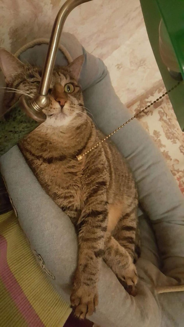 Коты из сети