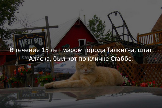 40 интересных фактов в картинках.