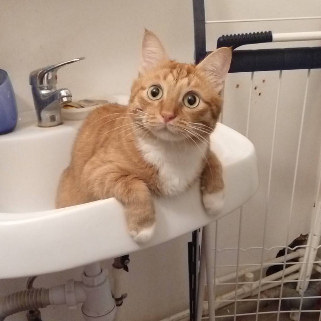 Котопёсо суббота