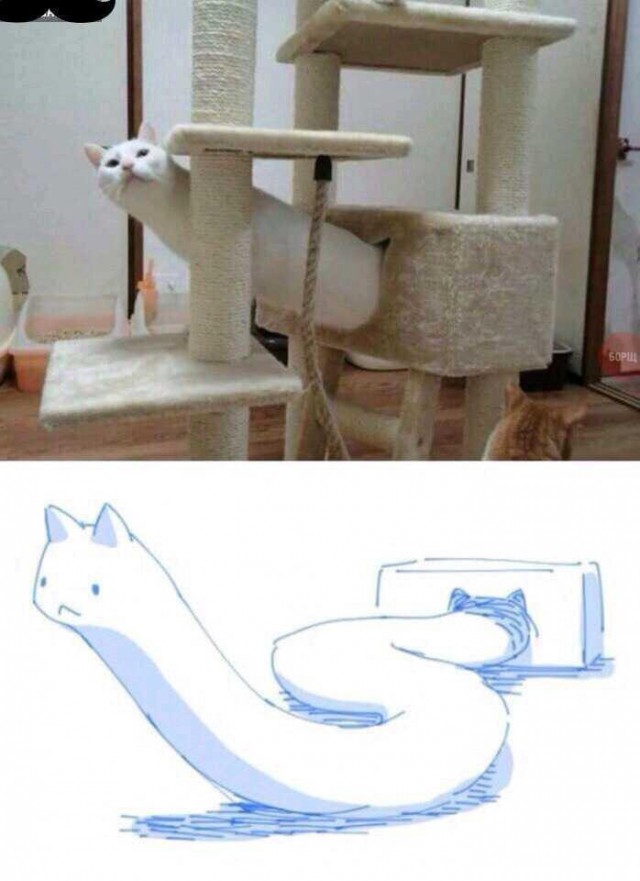 Коты и Кошки