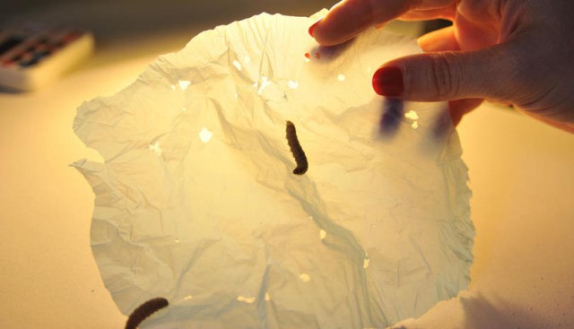 Ученые нашли гусениц, которые едят полиэтиленовые пакеты