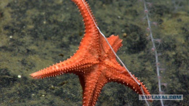 Морские звезды и интересные факты про них