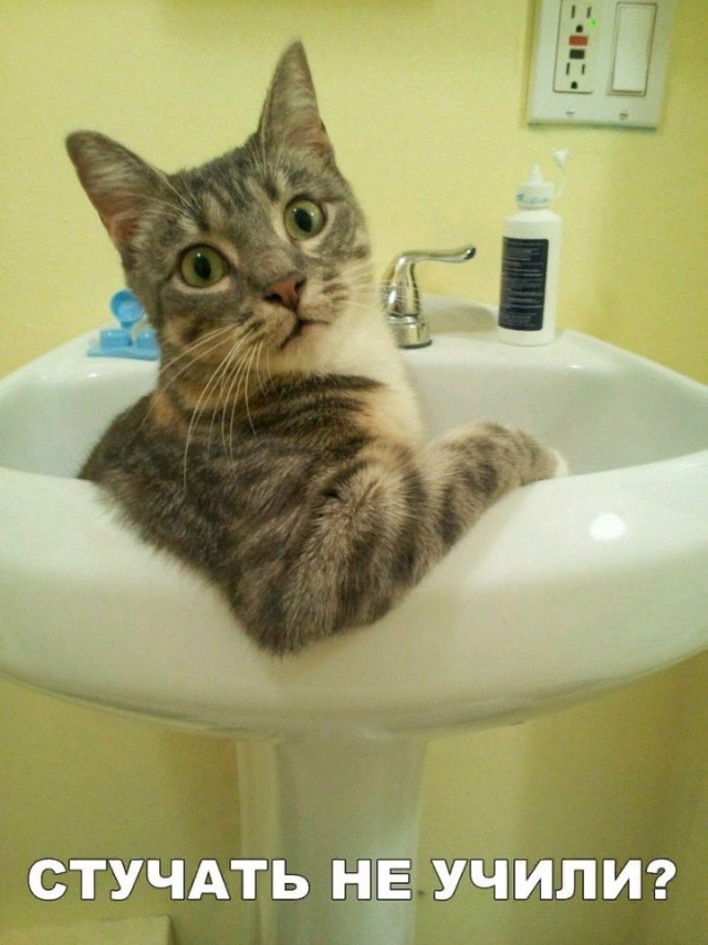 Коты и Кошки