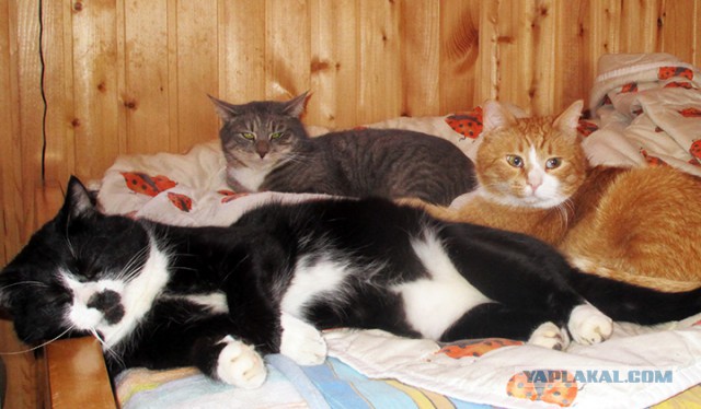Котовторник 13.03.2018
