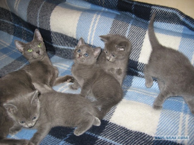 Ура, котовторник! (01.07.2008)