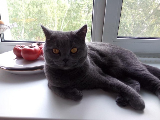Котовторник же, уже!