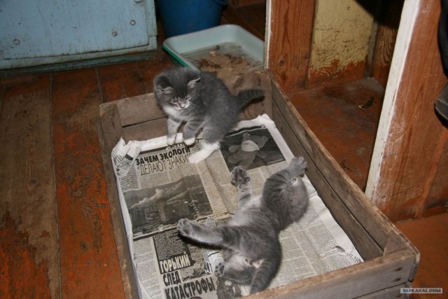Котовторник на ЯПлакалъ