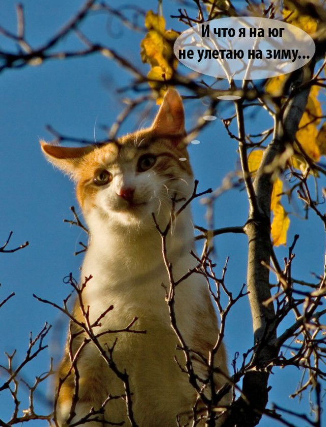 Котовторник?! Коты во вторник!