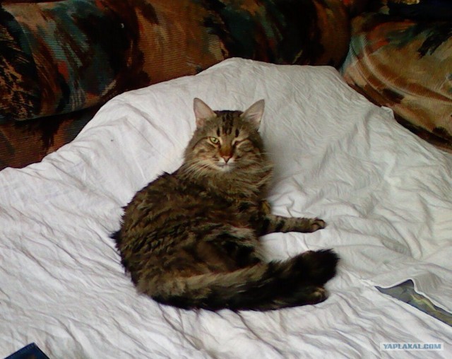 Котовторник на 1-е июня