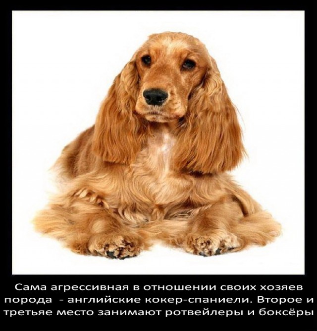 Немного о собаках