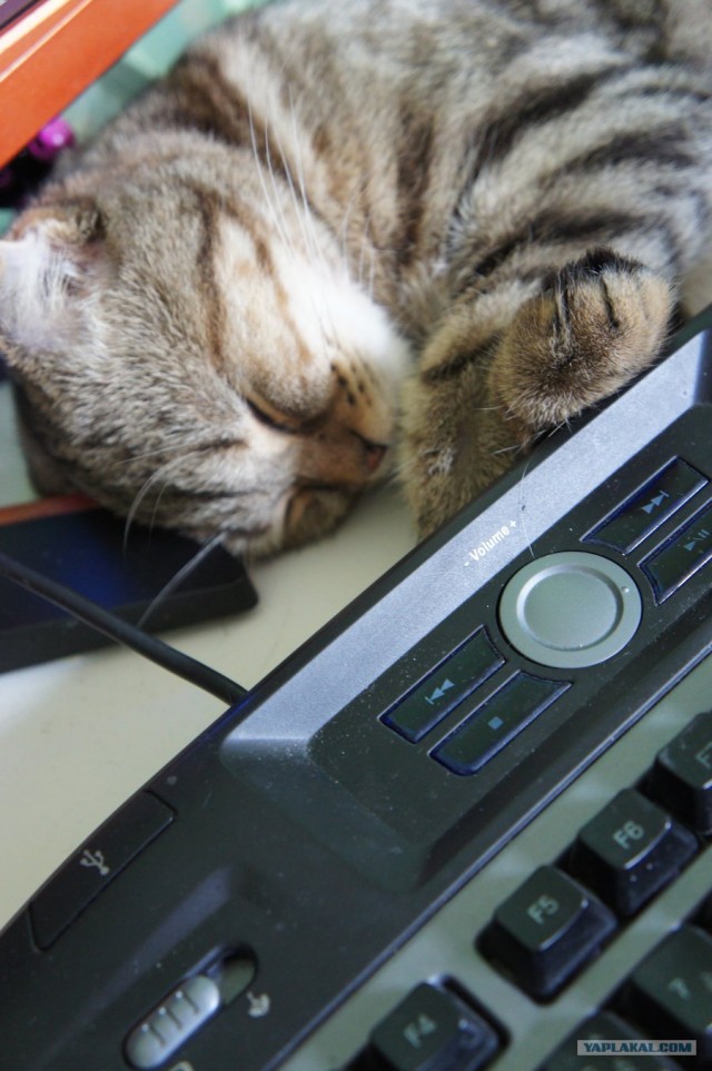 Котовторник!