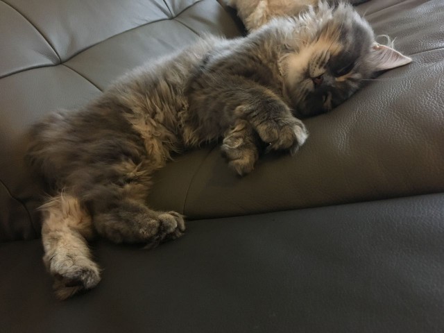 Для чего созданы коты