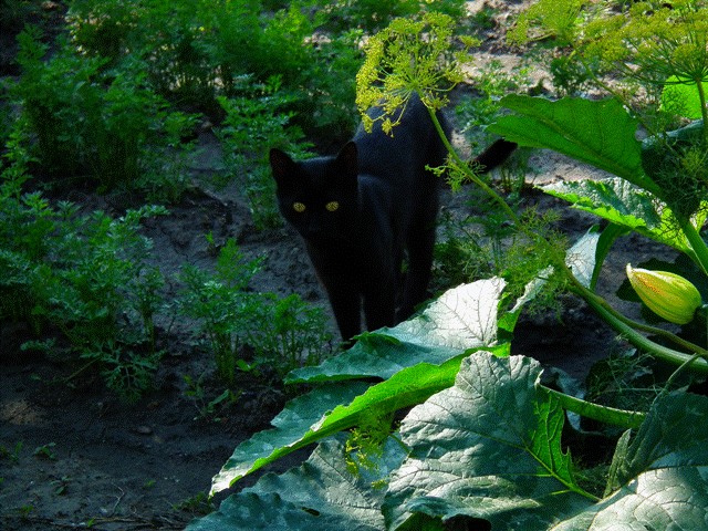 Котовторник так котовторник!