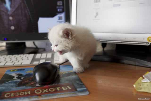 Котовторник! 08.11.11