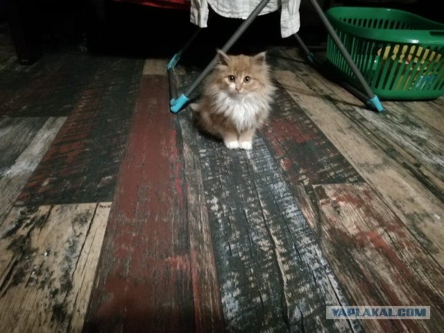 Еще одного кота пост..