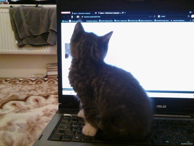 Котовторник 17.04.2012