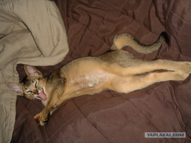 Котовторник  12. 06. 2012