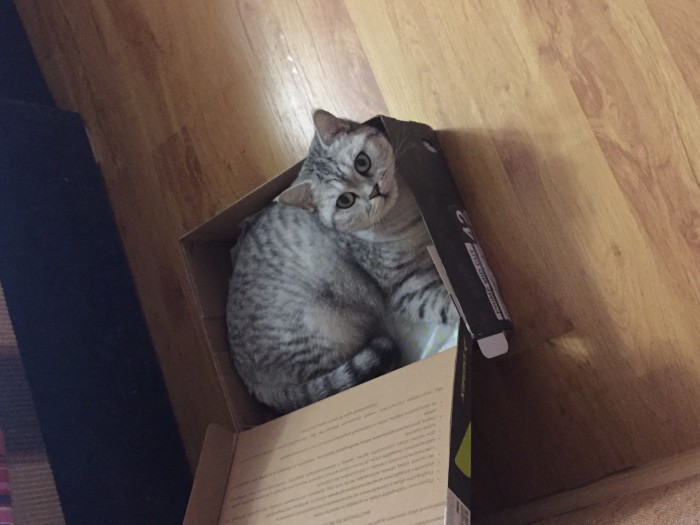 Зимние коты
