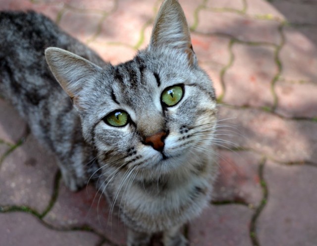 Котовторник на 26.06.12