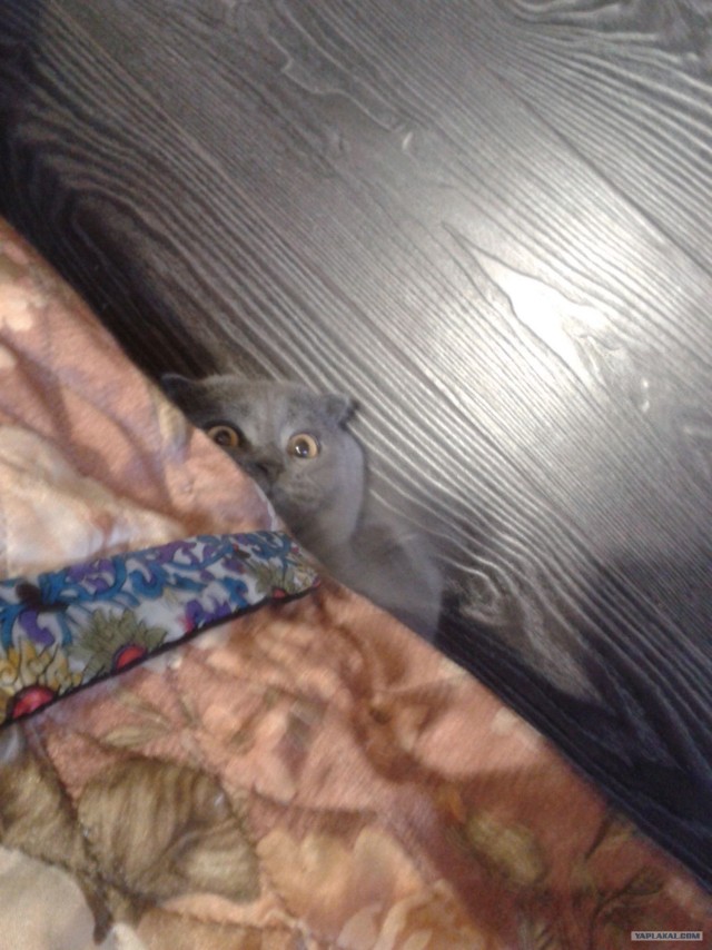 Котовторник 10. 07. 2012