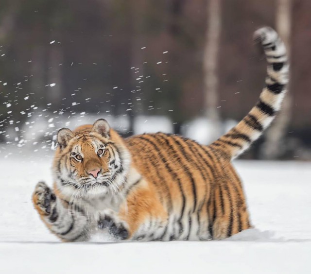 Дикий котовторник