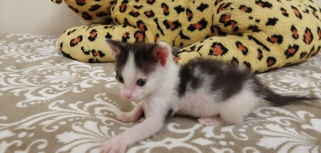 Забавные фото котеек
