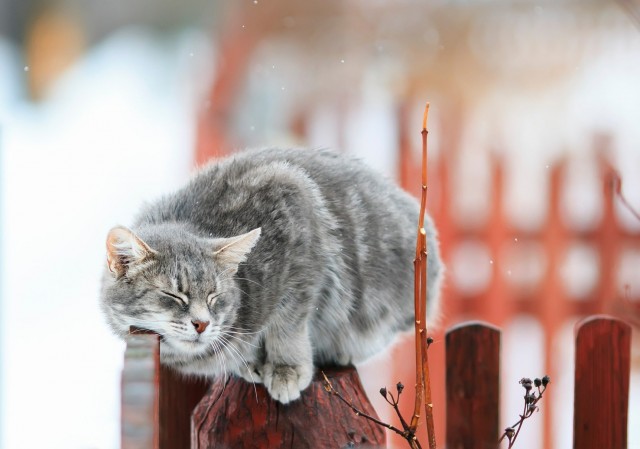 Задорные заборные котэ