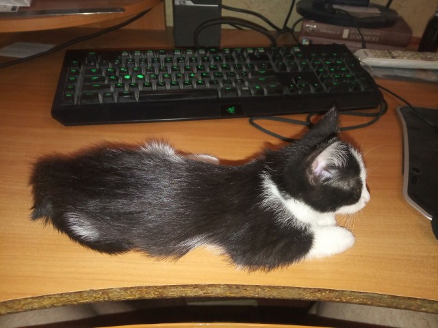 Ну, с котовторником!