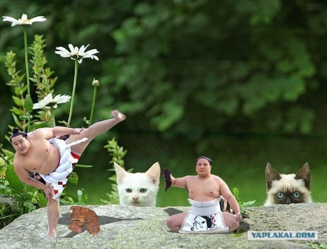 Фотожаба:Коты в засаде