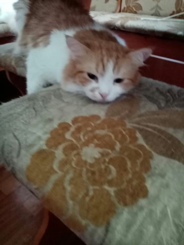 Котовторник 20.10.20