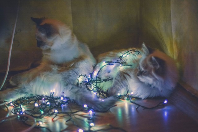 Котовторник. Добавляйте своих