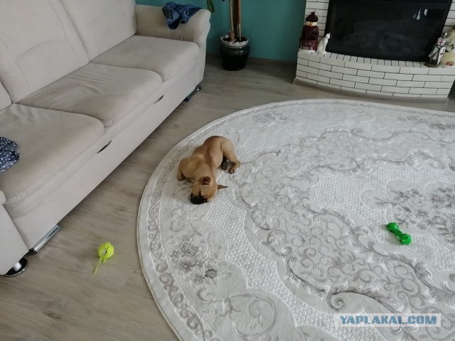 Вроде как четверг, время наших четвероногих