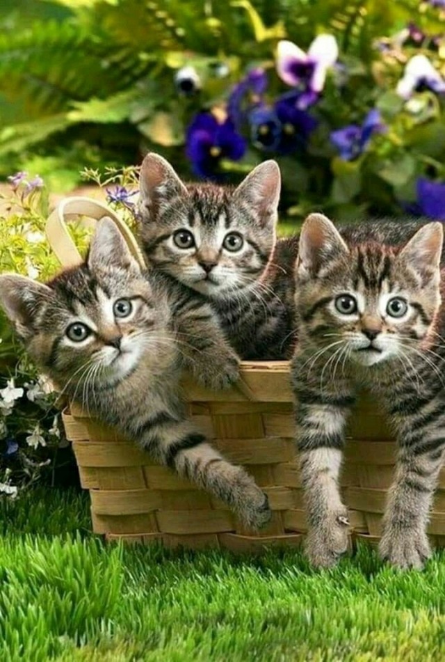 Шерстяные ублюдки