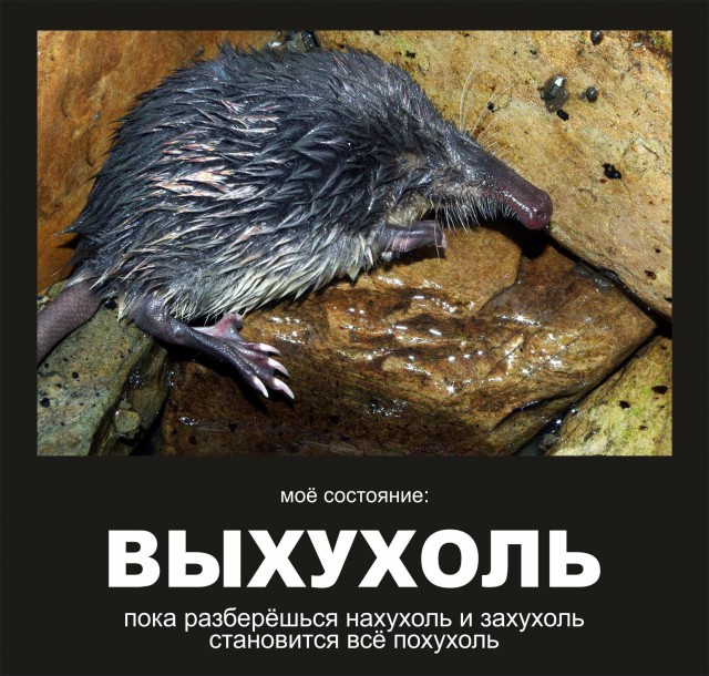Картинки и мемы для настроения