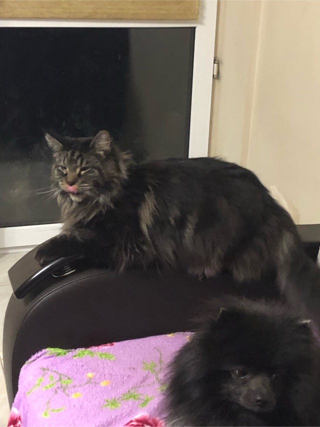 Хоба! Котовторник!