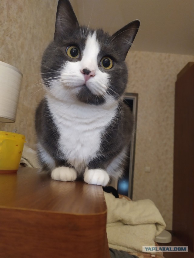 Котовторник 11.01.22
