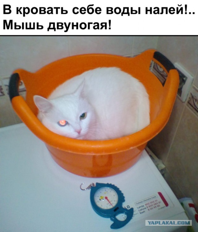 Как заставить кота побольше пить