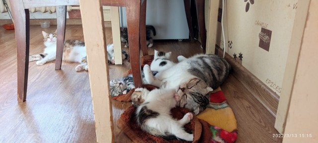 Котовторник вроде.