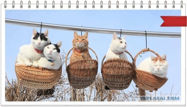 Котики в беде