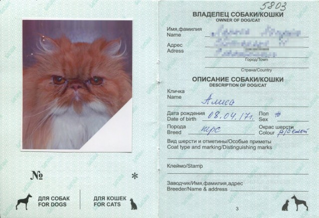 Когда ветврач сказал, что нужно фото для ветеринарного паспорта кошки