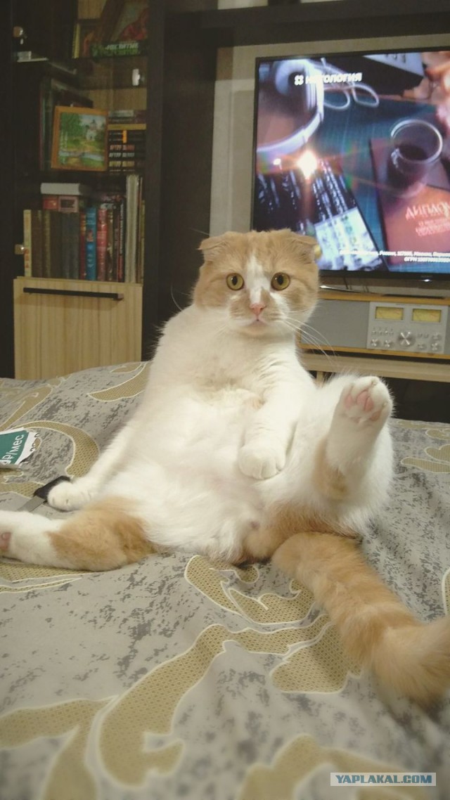 Особенная кошка
