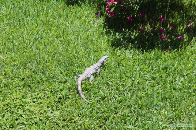 Поездка в Мексику (за деньги)